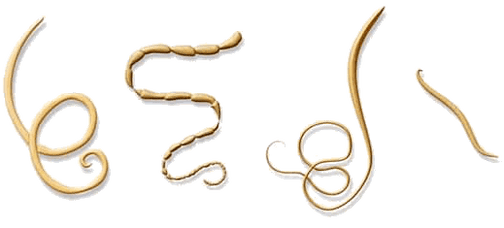 NEOflorax помага срещу всички известни хелминти